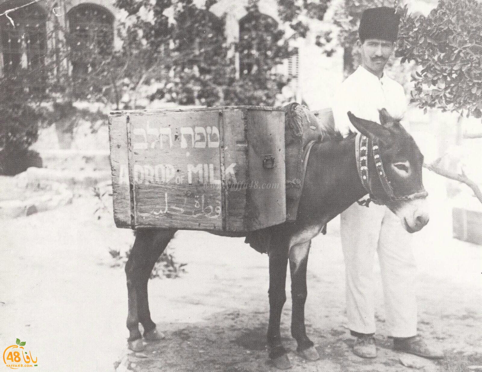 yaaffa oldjer (2).jpg